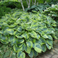 Tall Hosta Collection