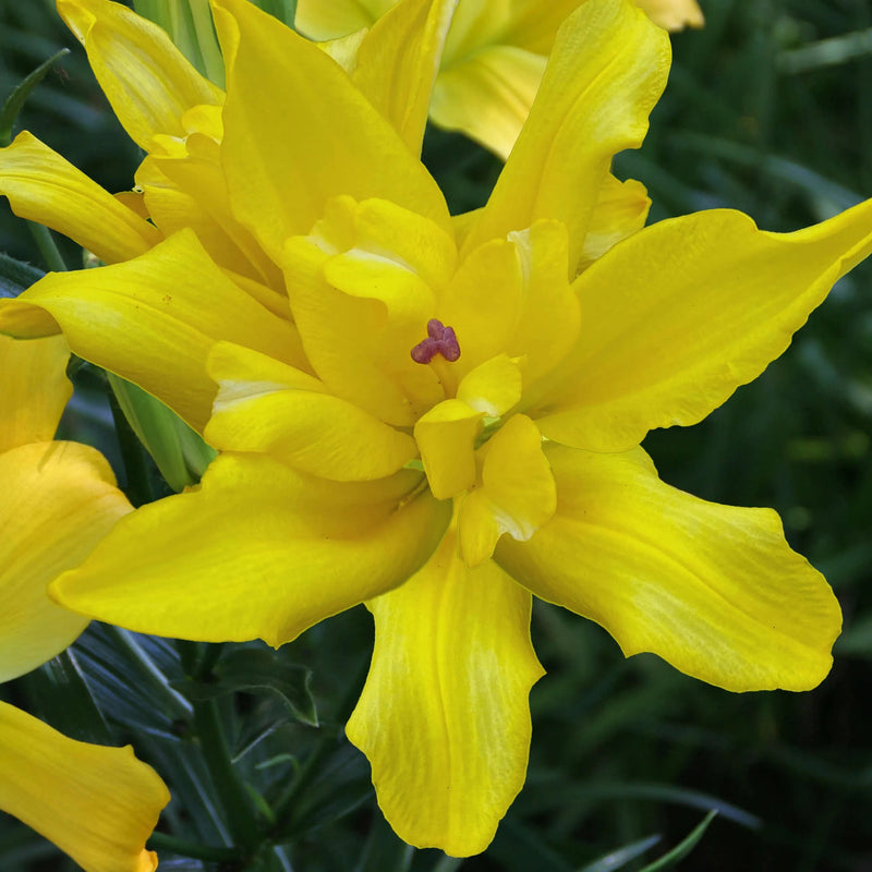 Tomos Double Asiatic Lily