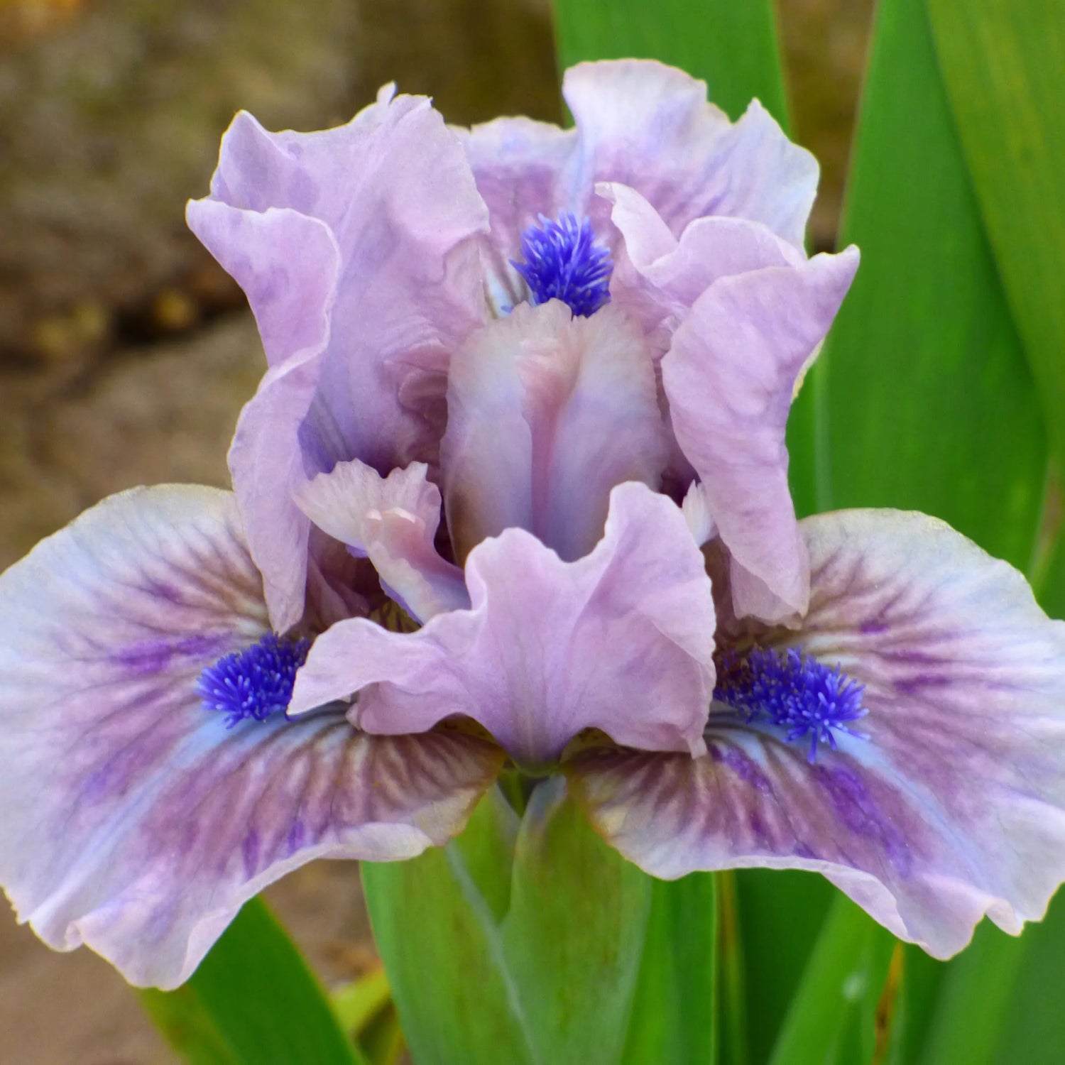 Toned Iris