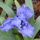 True Navy Iris