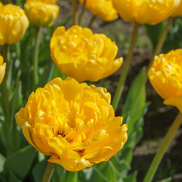 Yellow Pomponette Tulip