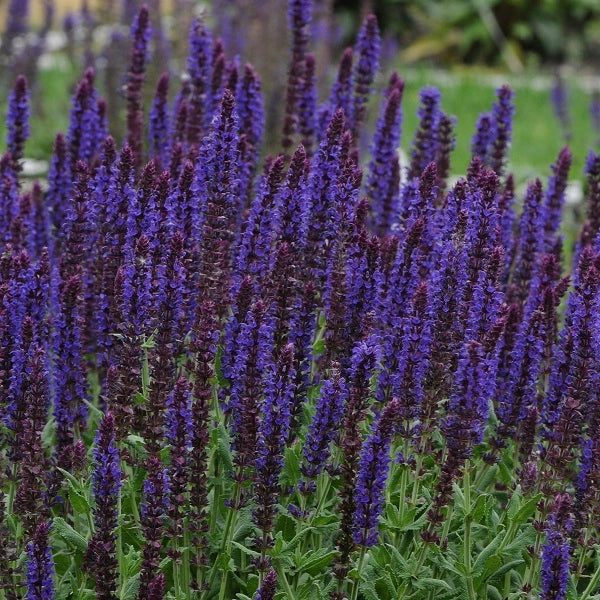 Twilight Serenade Salvia