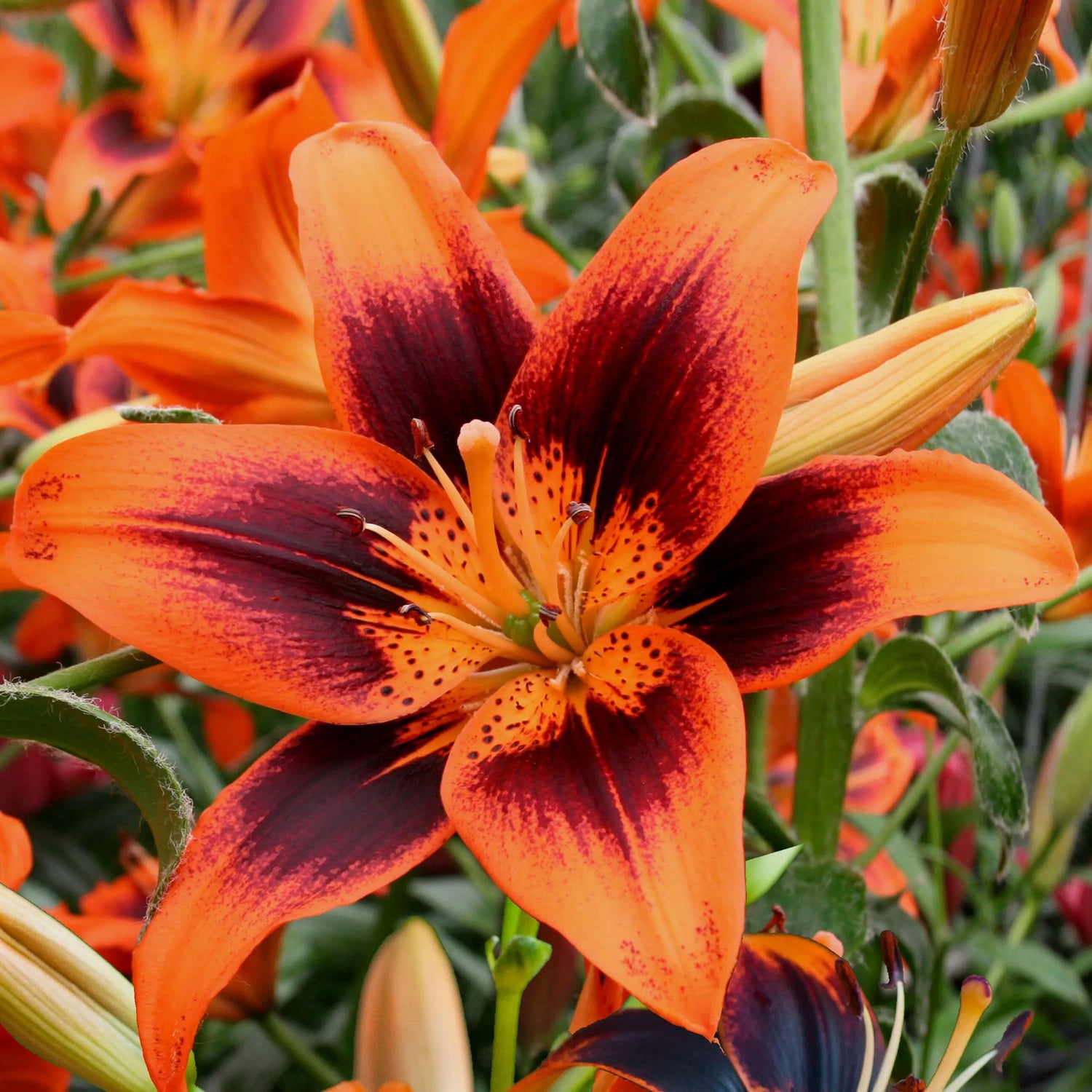 Twosome Asiatic Pot Lily