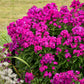 Ultraviolet Tall Garden Phlox