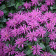 UnBEE-lievable Beebalm