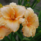 Unconditionally Peach - Daylily