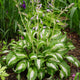 U. Mediovariegata - Tall Hosta