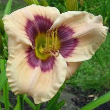 Ursula Heuss Daylily