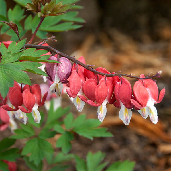 Valentine Bleeding Heart