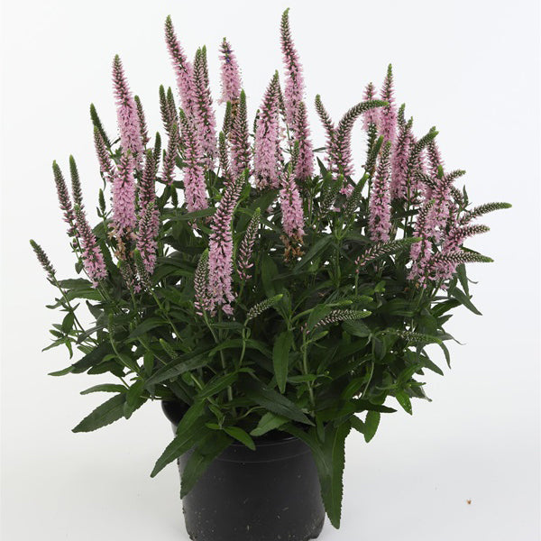 Candela Pink Veronica