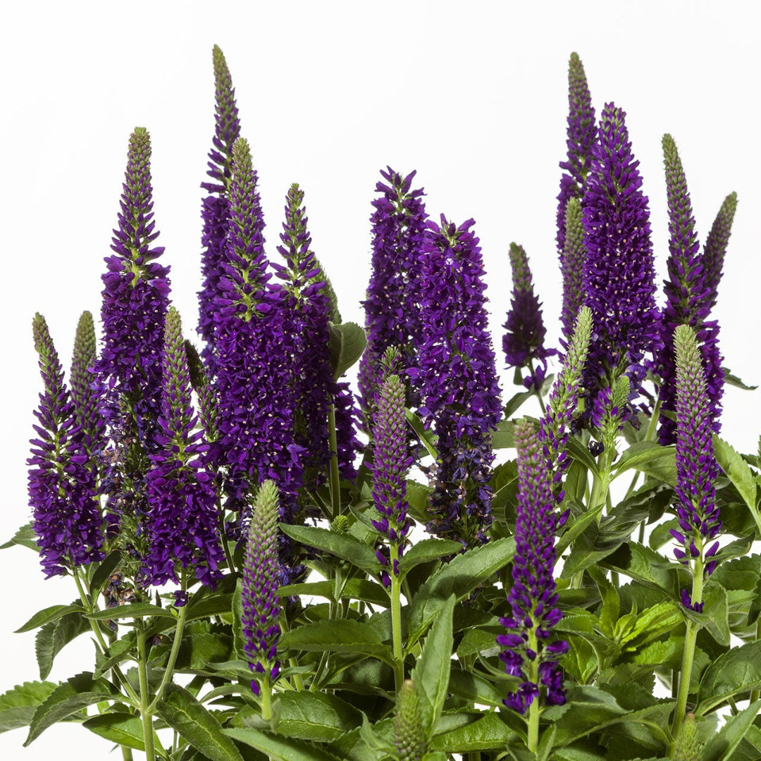 Dark Blue Vernique® Speedwell