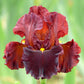 Valentino Iris