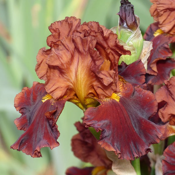 Valentino Iris