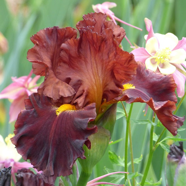 Valentino Iris