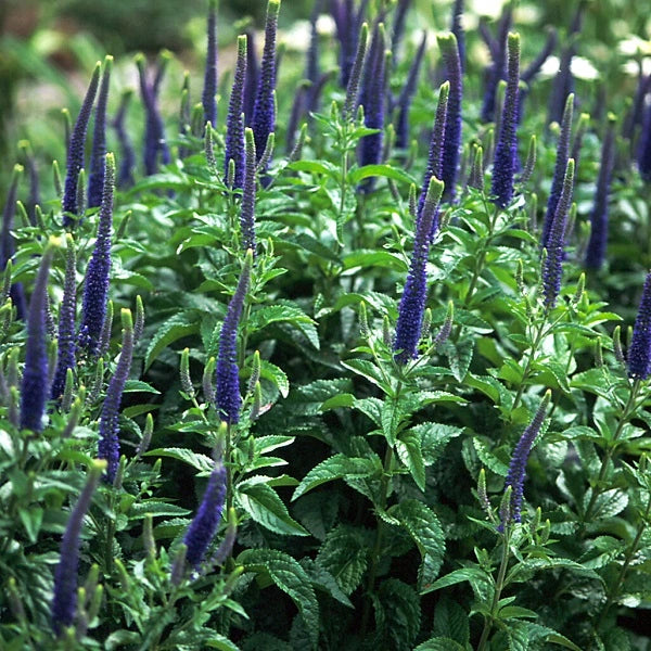 Sunny Border Blue Speedwell