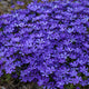 Violet Pinwheels Hybrid Phlox