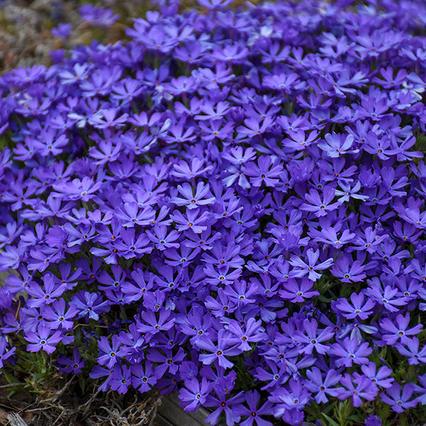 Jeepers Creepers Phlox Collection