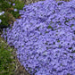 Violet Pinwheels Hybrid Phlox