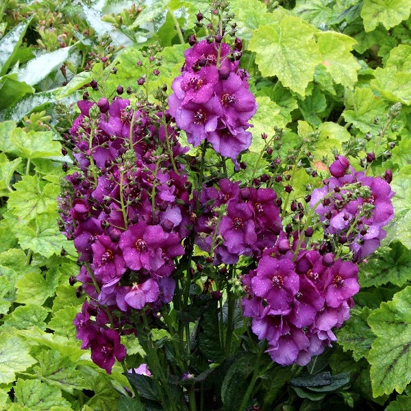 Violetta Verbascum