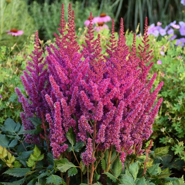 Visions Astilbe