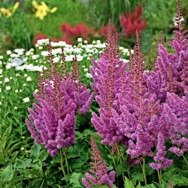 Visions Astilbe