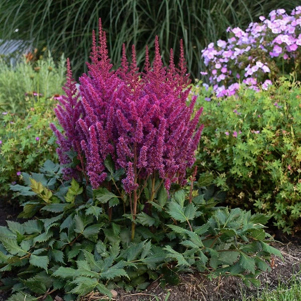 Visions Astilbe