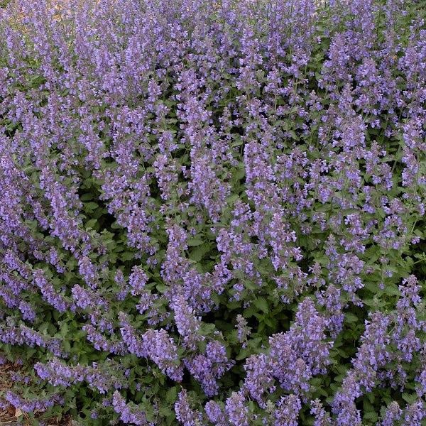 Walker's Low Catmint