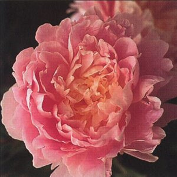 Walter Faxon Peony