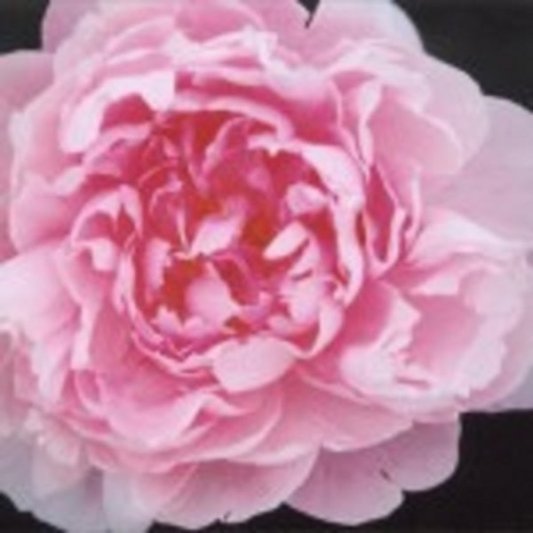 Walter Faxon Peony