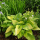 Wedgewood Gold - Giant Hosta