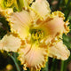 Whispered Blessings Daylily