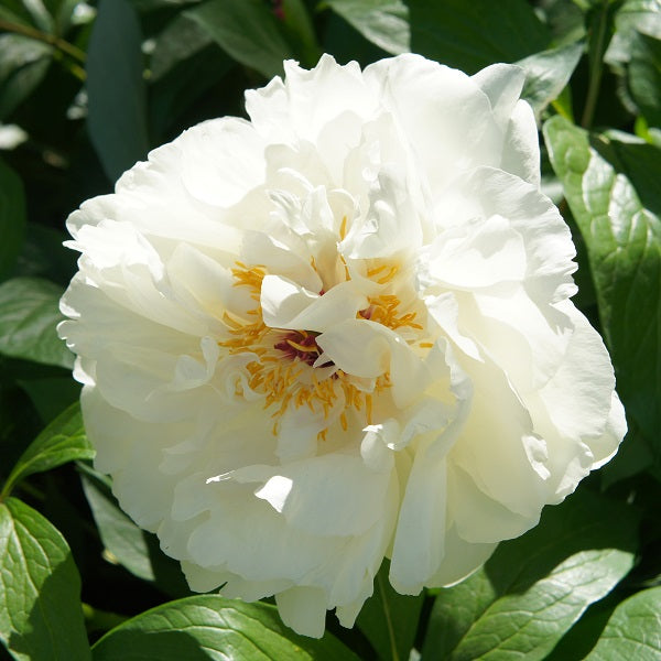 White Grace - 3/5 Eye Peony