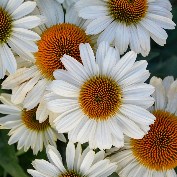 White Swan Coneflower