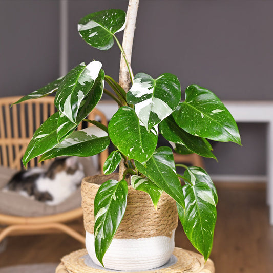 White Princess Philodendron