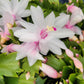 White Thanksgiving Cactus