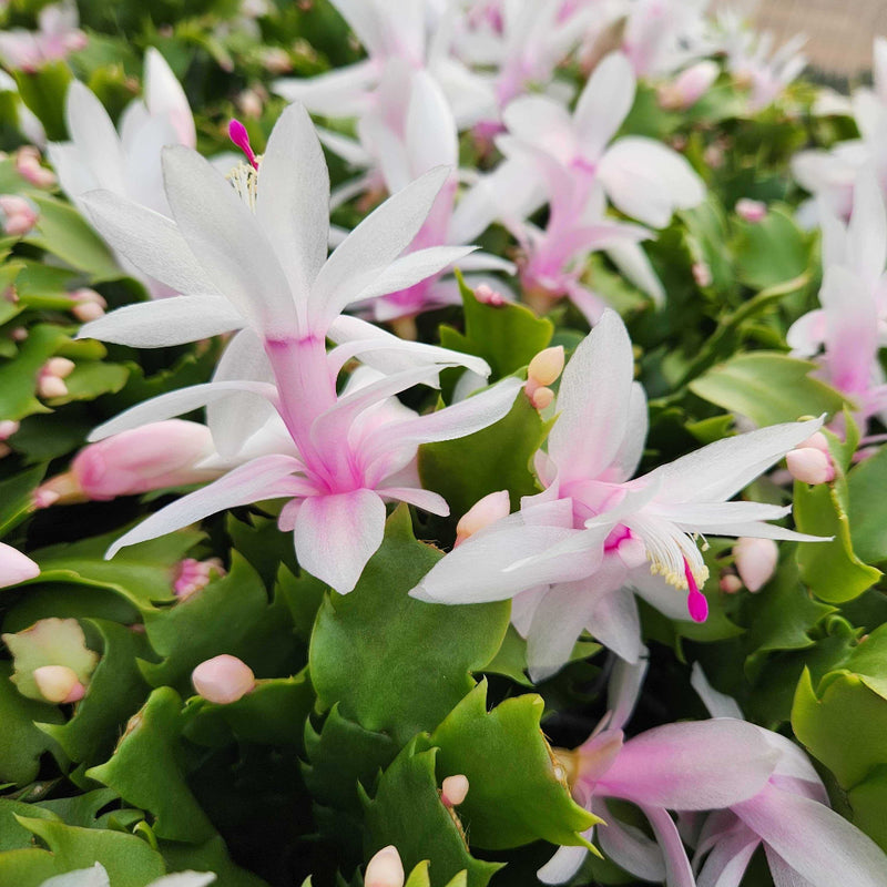 White Thanksgiving Cactus