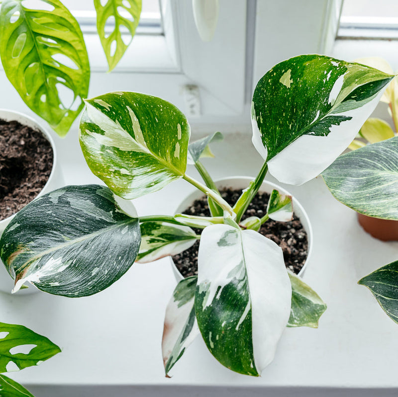 White Wizard Philodendron