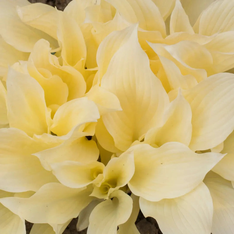 Medium Hosta Collection