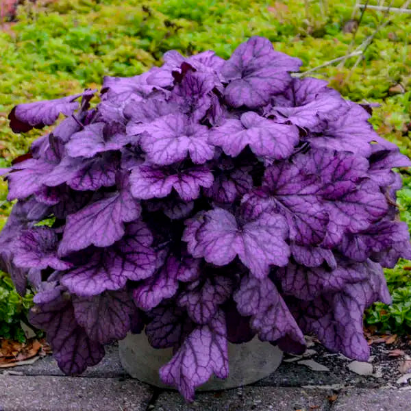 Wild Rose Coral Bells