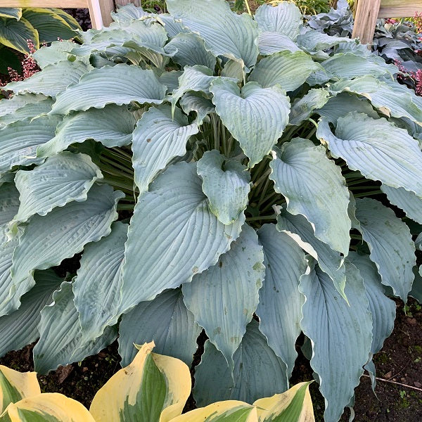 Wind Beneath My Wings - Giant Hosta