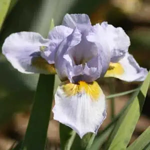 Wings and Sky Iris