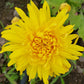 Yellow Giant Chrysanthemum