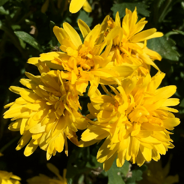 Yellow Giant Chrysanthemum