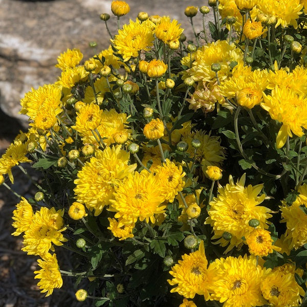 Yellow Giant Chrysanthemum