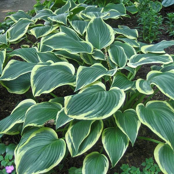 Yellow River - Giant Hosta