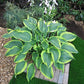 Yellow River - Giant Hosta