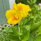 Yellow Standard Canna