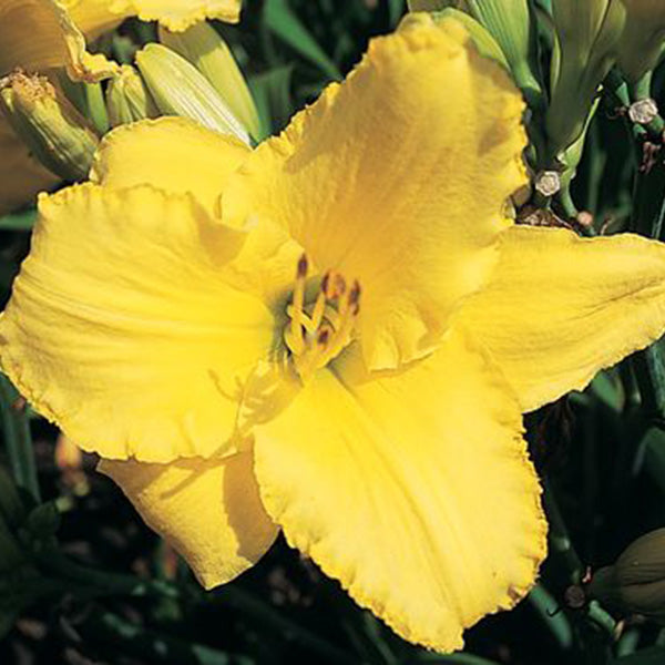 Yellow Superstar Daylily