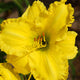 Yellow Yum Yum Daylily