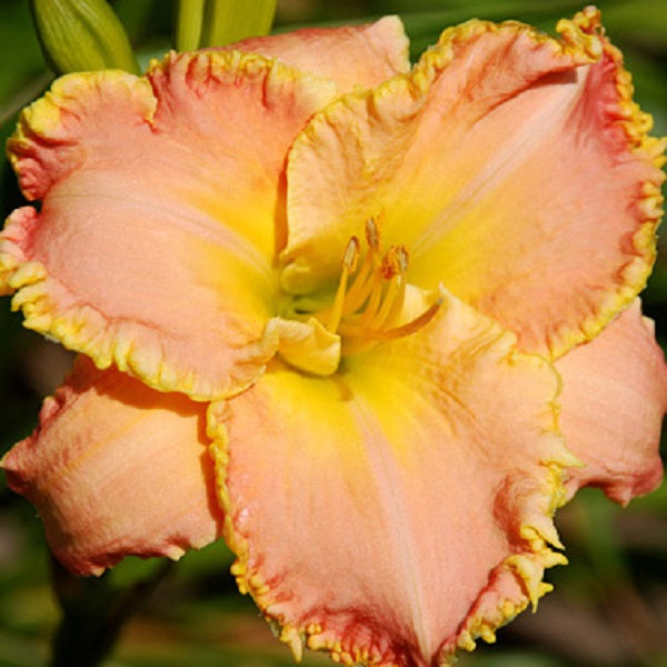 You're Special - Daylily